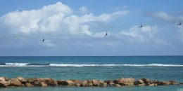 Labadee Zipline